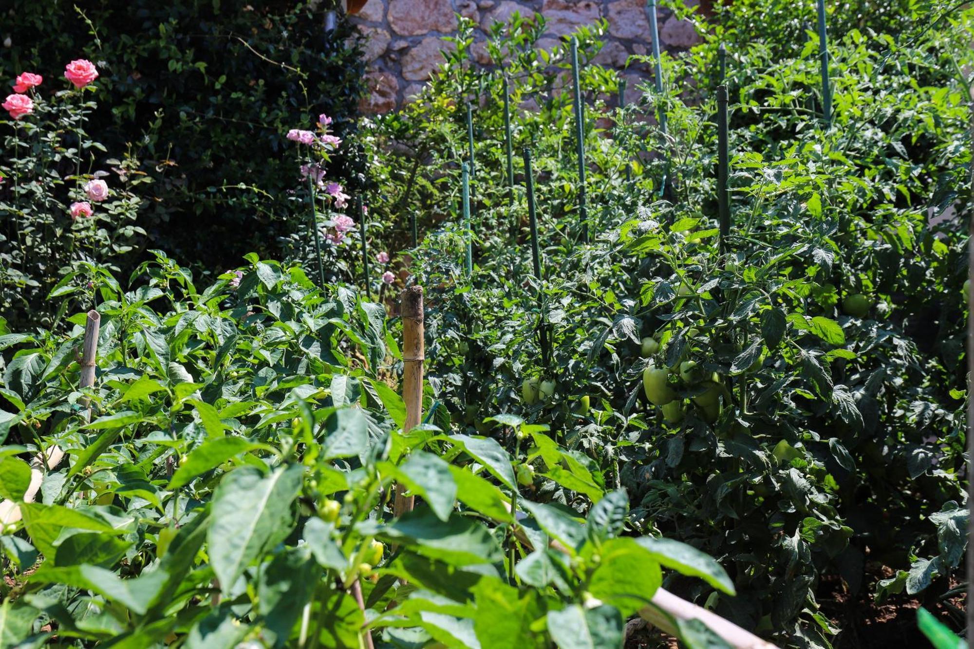 Apartment Garden M&M Dubrovnik Exterior foto